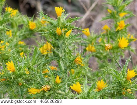 Wild Plants In Natural Life, Wild Thorn Photos.