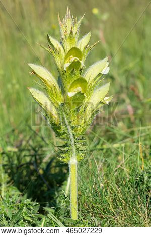 Wild Plants In Natural Life, Wild Thorn Photos.