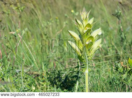 Wild Plants In Natural Life, Wild Thorn Photos.