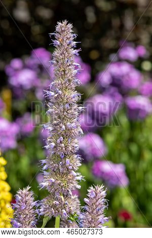 Giant Hyssop Flower