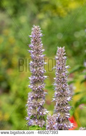 Giant Hyssop Flowers