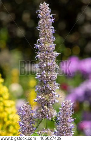 Giant Hyssop Flowers