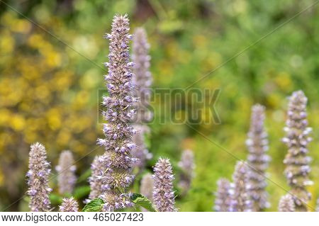 Giant Hyssop Flowers