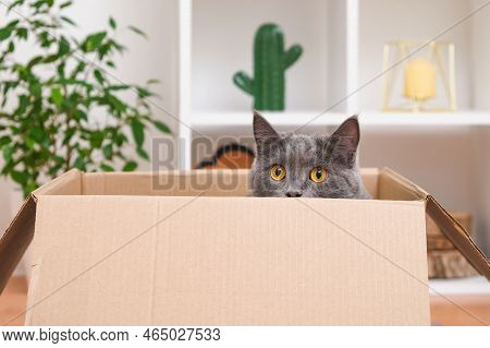 A Grey Cat Is Playing In A Cardboard Box. A Gray Cat Is Hunting For A Toy. The Cat Is A Predator. Th