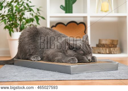 A Gray Cat Is Playing On Scratching Post. Cardboard Scratching Post. A Gray Cat Is Caressing On A Sc