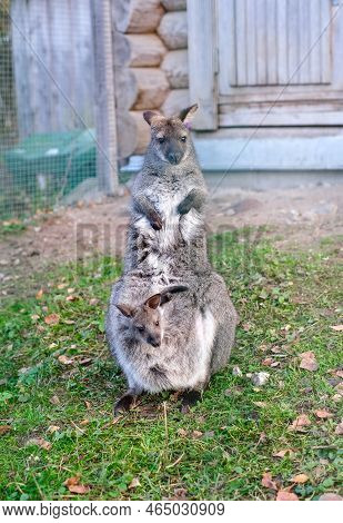 Kangaroo With A Baby In Her Bag In The Park On The Grass. Vertical Photography