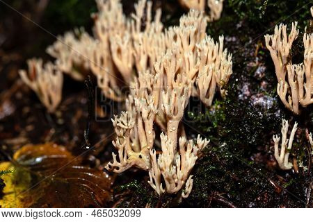 The Coral Fungus Artomyces Pyxidatus