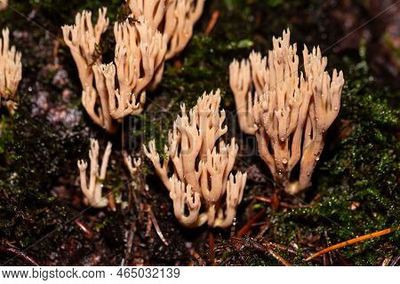 The Coral Fungus Artomyces Pyxidatus