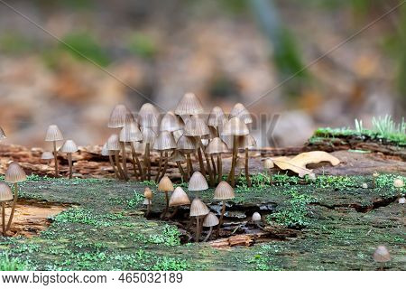 Fairy Inkcap Fungi Coprinellus Disseminatus On An Old Tree
