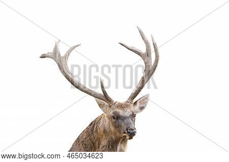 Close Up Portrait Of The Spotted Deer, Chital Deer, Or Axis Deer With Huge Horns Is Isolated On Whit