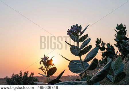 Sun Rising At The Horizon Of Thar Desert, Rajasthan, India. Tourists From Across India Visits To Wat