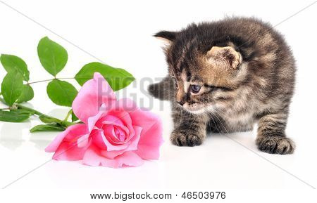 Hübsch ein Monat alte Katze mit einer Rose