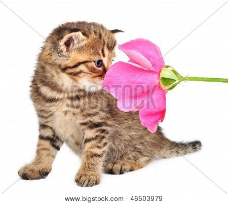 Hübsch ein Monat alte Katze mit einer Rose