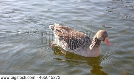 Grey Goose Swimming On Lake Sunny Day