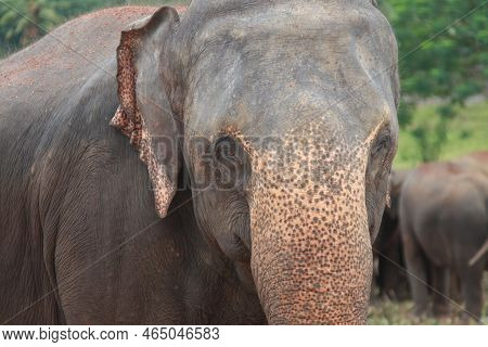 Close Up And Front View Of The Face Of The Sri Lankan Elephant In An Elephant Sanctuary