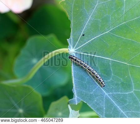 Caterpillar Pieris Brassicae On Garden Nasturtium, Tropaeolum Majus. Caterpillar Of White Butterfly 