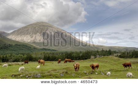 Cuillin
