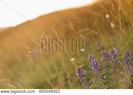 Autumn Dry Grass And Purple Meadow  Flowers On Alpine Fields In Golden Sunbeams On Sunset In Warm Co