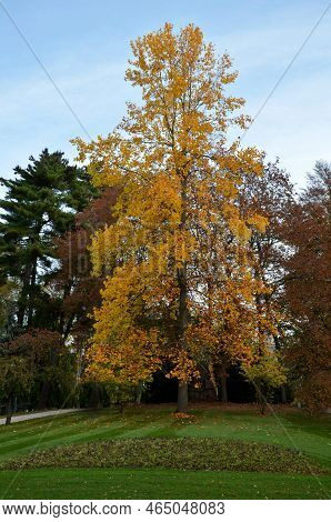 The Tulip Tree Is A Tall Tree Bearing Medium-sized, Deciduous Green-colored Leaves That Have 2 Antle