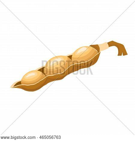 Soy Soybean Cartoon. Seed Soya, Grain, Agriculture Natural, Diet Organic, Protein Ingredient, Dry Be