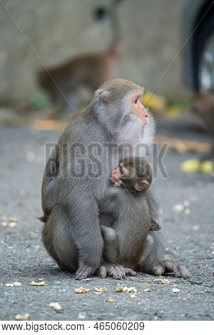 Formosan Macaque, Formosan Rock Monkey Also Named Taiwanese Macaque In The Wild.