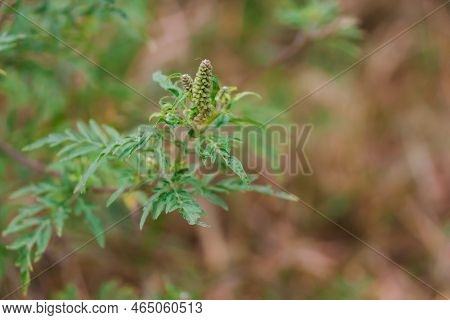 Ragweed Blooming Bushes. Ambrosia Artemisiifolia Dangerous Allergenic Plant Which Causing Strong All