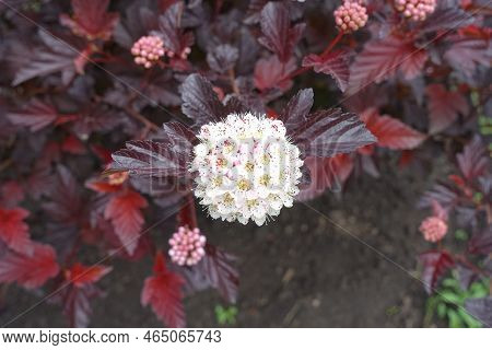 Globose Panicle Of White Flowers Of Purple Leaved Physocarpus Opulifolius In May