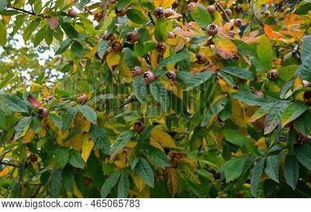 Medlar Is A Less Common Yet Popular Low Tree Or Larger Shrub, Edible Fruits. It Is A Close Relative 