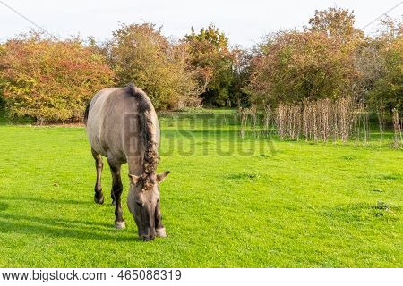 Polish Konik Horse Grazing On The Green Meadow Of The Eijsder Beemden Nature Reserve, Trees In The B