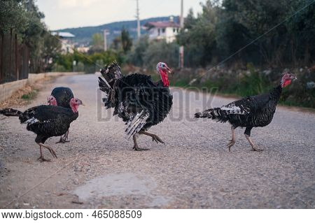 Turkey Birds Walking Around The Village. Meleagris Gallopavo