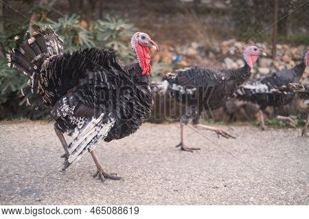 Turkey Birds Walking Around The Village. Meleagris Gallopavo