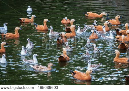A Flock Of Shelducks And Seagulls Swim In The Water. Group Of Common Shelducks, Tadorna Tadorna, And