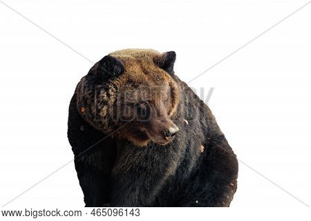 Large Brown Bear Isolated On White Background (ursus Arctos). Grizzly Bear Set For Design