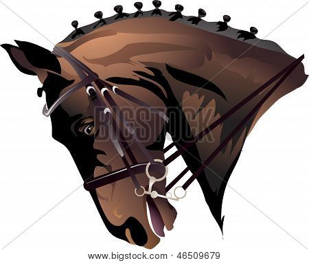 a horse's head in full harness