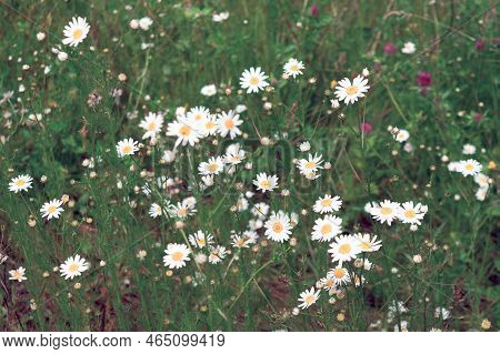 Close Up Of Matricaria Chamomilla Flowers, Commonly Known As Chamomile, Wild Chamomile Or Scented Ma