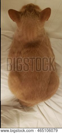 A Cream Tabby Cat In A Breadloaf Position, Viewed From Above