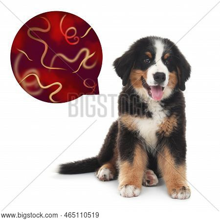 Cute Dog And Illustration Of Helminths Under Microscope On White Background. Parasites In Animal