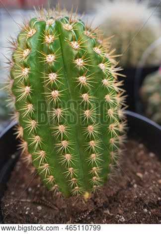 Cactus In A Pot, Front View. Echinopsis Spachiana Cactus. Aloe And Other Succulents. Nobody, Selecti