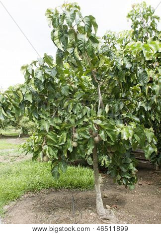 Santol strom