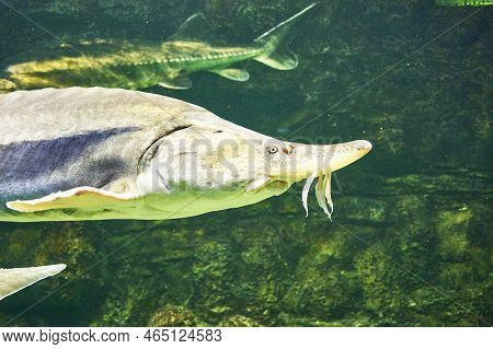 Beluga Huso Huso Is A Fish Of The Sturgeon Family Swimming In Clear Water