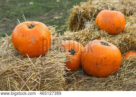 Ripe Orange Autumn Pumpkins Lies In Wooden Baskets With Straw, On Hay Bales On A Farmers Market For 