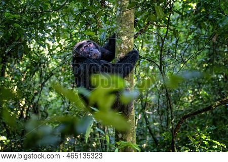 Adult Chimpanzee, Pan Troglodytes, Climbing A Tree, As Seen Through A Break In The Dense Rainforest 
