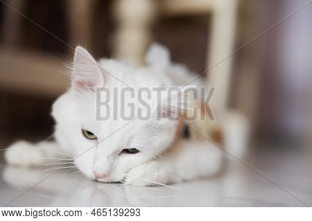 Postoperative Bandage On White Cat. Pet After A Cavitary Operation Castration Or Sterilization.