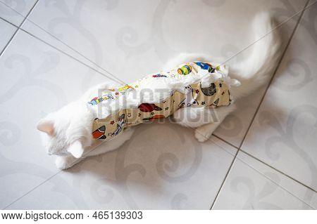 Postoperative Bandage On White Cat. Pet After A Cavitary Operation Castration Or Sterilization.
