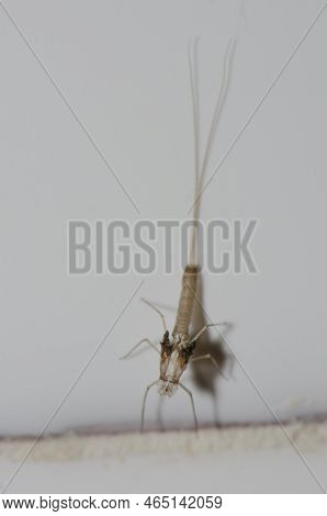 Moult Of The Mayfly Cloeon Dipterum. Pajonales. Integral Natural Reserve Of Inagua. Gran Canaria. Ca