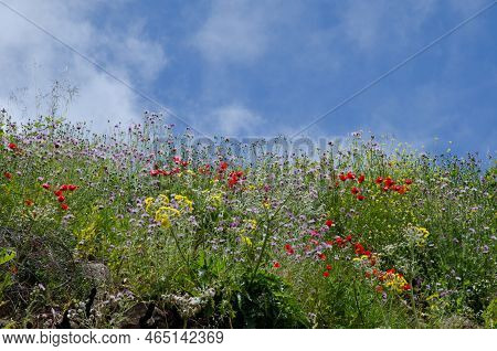 Common Poppy Papaver Rhoeas, Purple Milk Thistle Galactites Tomentosa And Sonchus Acaulis. Las Cumbr