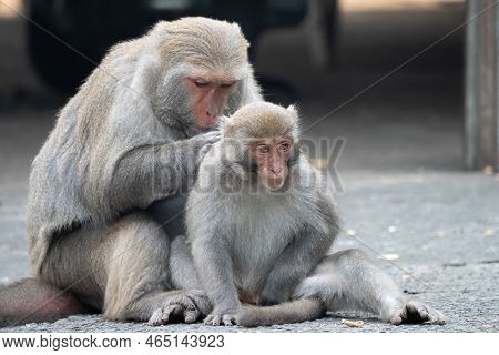 Formosan Macaque, Formosan Rock Monkey Also Named Taiwanese Macaque In The Wild.