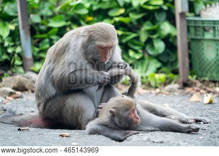 Formosan Macaque, Formosan Rock Monkey Also Named Taiwanese Macaque In The Wild.
