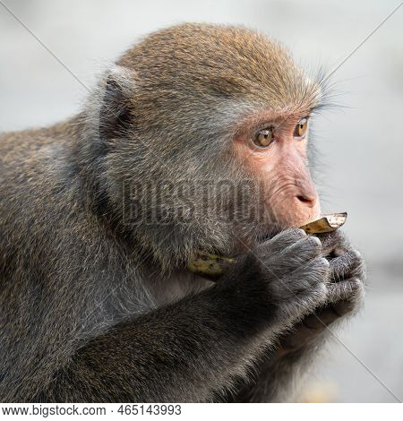 Formosan Macaque, Formosan Rock Monkey Also Named Taiwanese Macaque In The Wild.