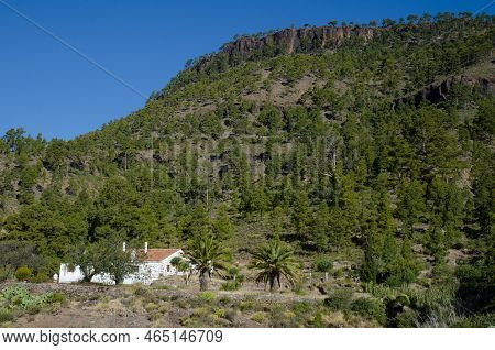 Forest Of Canary Island Pine Pinus Canariensis. Ojeda Mountain And Forest House Of Ojeda. Inagua. Mo